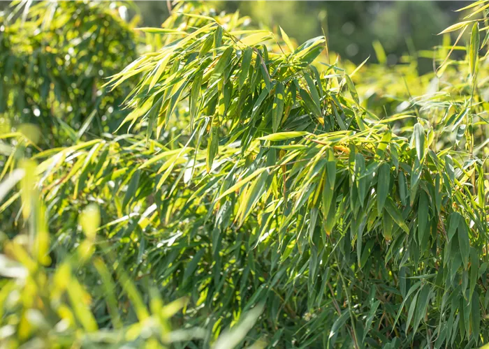 Gartengestaltung mit Bambus für fernöstliches Feeling