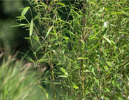 Besonderheiten beim Bambus kennen und lieben lernen Besonderheiten beim Bambus kennen und lieben lernen