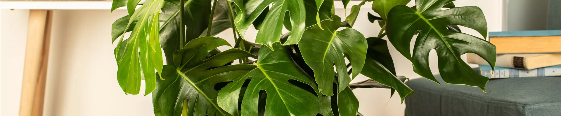 Monstera deliciosa Monstera deliciosa