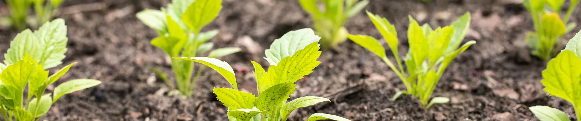 Gemüsebeet Gemüsebeet