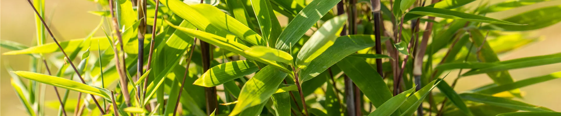 Fargesia nitida 'Black Pearl' Fargesia nitida 'Black Pearl'