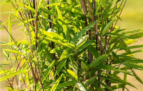 Bambus zurückschneiden und die asiatische Schönheit pflegen Bambus zurückschneiden und die asiatische Schönheit pflegen