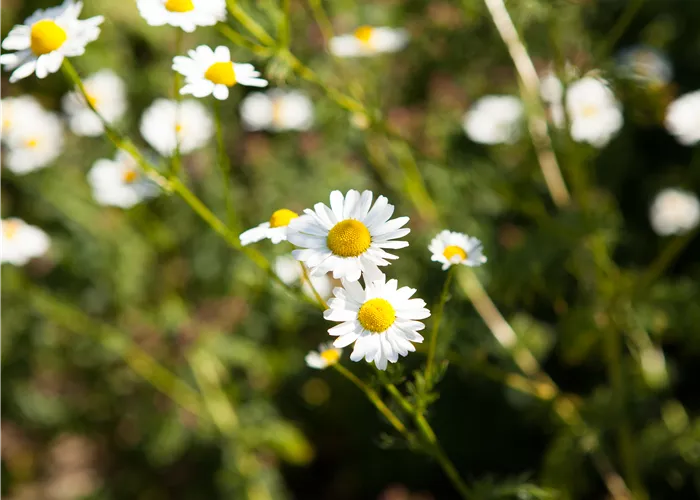 8 Pflanzen für die Gesundheit, die jeder kennen sollte