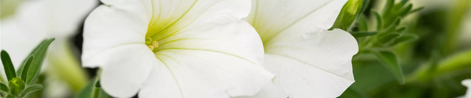 Petunia 'Bonnie White' Petunia 'Bonnie White'