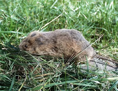 Das jeweils richtige Mittel zur Schädlingsbekämpfung finden