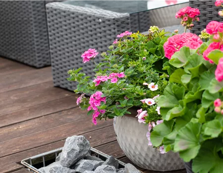 Beet- und Balkonpflanzen – Die schönsten Kandidaten Beet- und Balkonpflanzen – Die schönsten Kandidaten