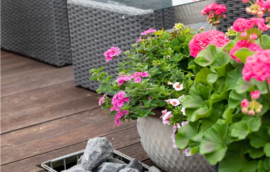 Beet- und Balkonpflanzen – Die schönsten Kandidaten Beet- und Balkonpflanzen – Die schönsten Kandidaten