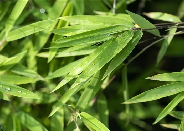Ein asiatischer Garten als Oase der Ruhe Ein asiatischer Garten als Oase der Ruhe