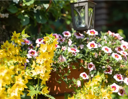 Beet- und Balkonpflanzen kaufen ist immer eine gute Idee Beet- und Balkonpflanzen kaufen ist immer eine gute Idee