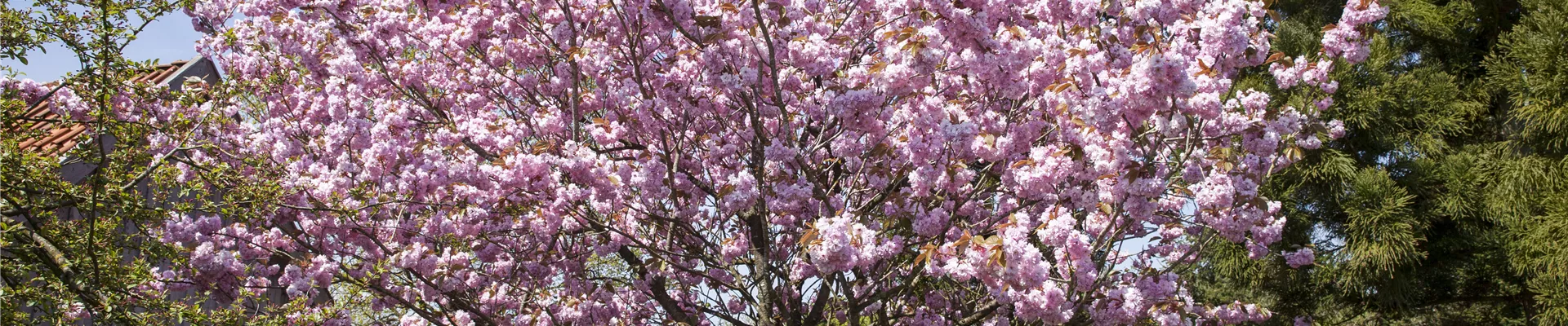 Prunus sargentii Prunus sargentii