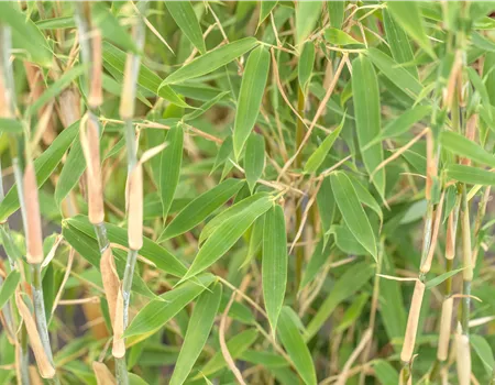 Begleitpflanzen für Bambus, die ihn in Szene setzen Begleitpflanzen für Bambus, die ihn in Szene setzen