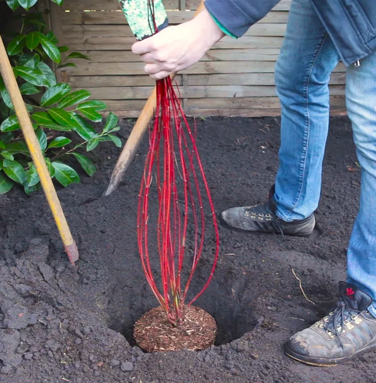 Hartriegel - Einpflanzen im Garten